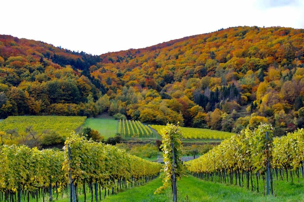 شقة Haus-Donau In Der Wachau Aggsbach المظهر الخارجي الصورة